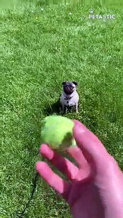 Excited Pug displays full confidence while running   PETASTIC