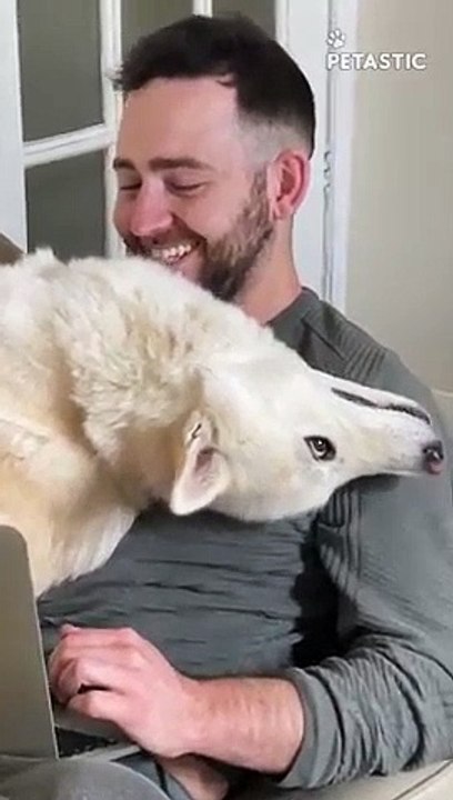Husky doesn't believe in the concept of 'Working From home   PETASTIC