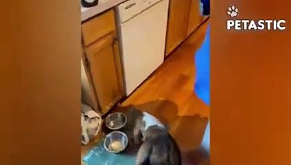 Hilarious Dogs Compilation Canine Comedy at Its Best!   PETASTIC