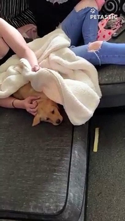 Children come home to a puppy surprise   PETASTIC