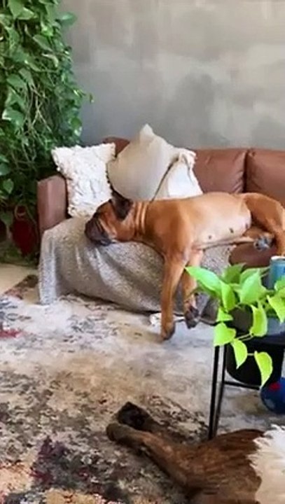 Hilarious Animal Moments That Will Leave You in Stitches   PETASTIC