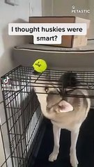 Hilarious Husky's Comedy Hour Trying to Tame a Tennis Ball   PETASTIC