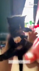 Incredibly Hilarious Animal It's TIME For SUPER LAUGH!   PETASTIC