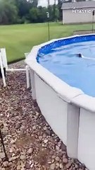 Puppy's Pool Adventure A Safe Escape Unveiled   PETASTIC