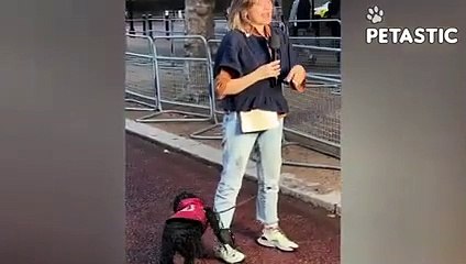 Unleashing Laughter Funny Dogs Galore   PETASTIC