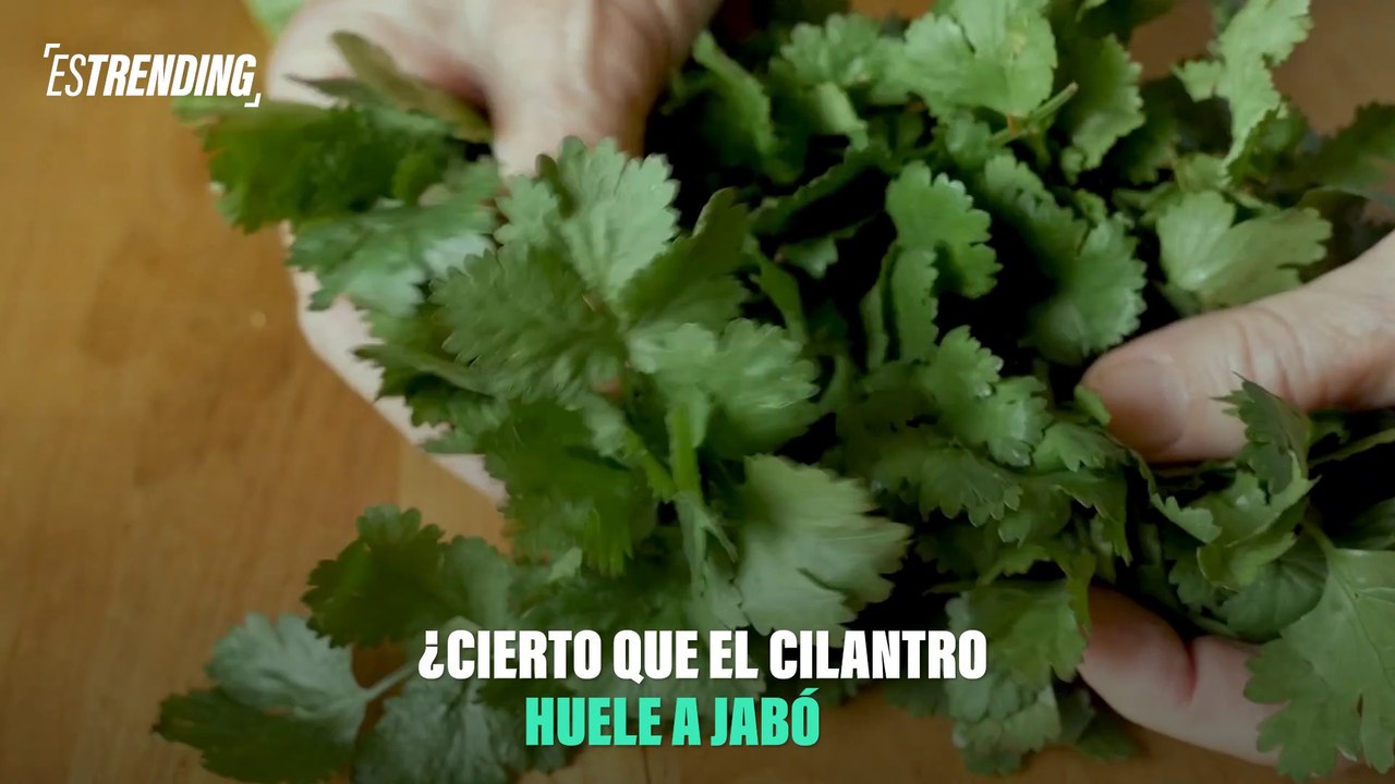 Cilantro: ¡el sabor que divide a la humanidad!