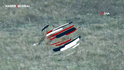 Yer Bolu: Acıkan tilki vatandaş kamerasına takıldı