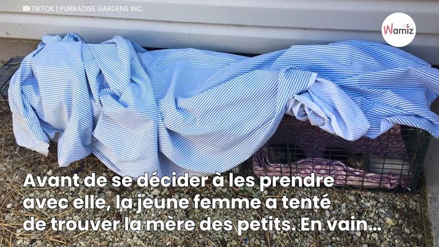 Deux chatons protecteurs découverts enlaçant leur sœur malade pour la réchauffer (Vidéo)