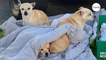 Ils abandonnent une famille de chiens dans la rue : les voisins ont un réflexe qui va sauver plus d'une vie (vidéo)