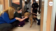 Après de longs mois de refuge, ce chien a fait un magnifique au revoir aux bénévoles (vidéo)