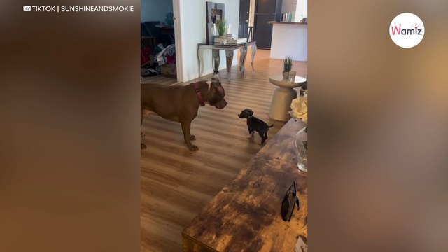 Le chiot s’approche du Pitbull : la réaction du chien scotche 200.000 personnes (Vidéo)