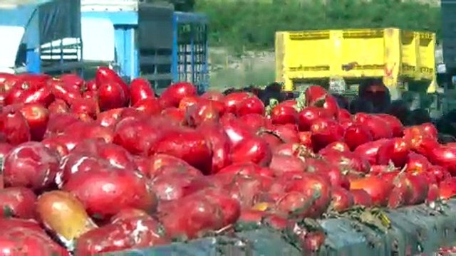 Miles de kilos de tomates preparados para la Tomatina de Buñol (Valencia)