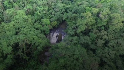 Selon une étude, la chaleur extrême pourrait entraîner une disparition massive des arbres
