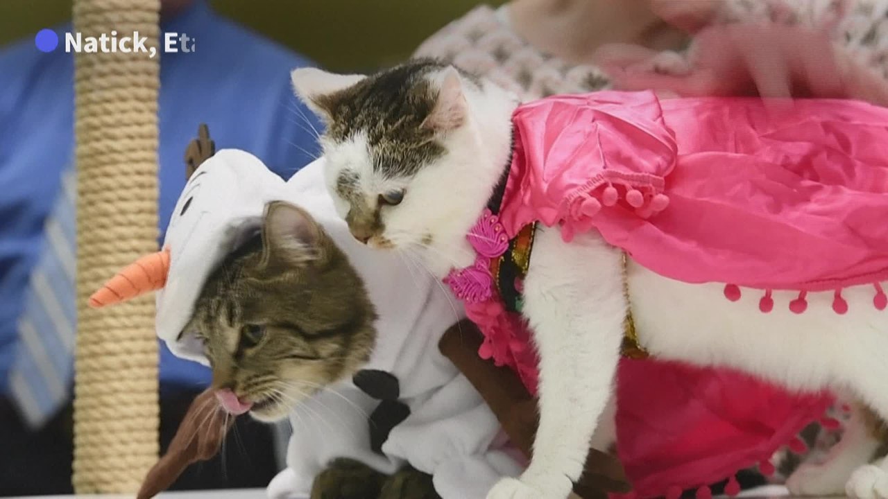 Dans le Massachusetts, un concours de déguisements pour maîtres et chats