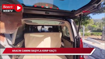 下载视频: Kısırlaştırılmaya götürülen kedi, aracın camını başıyla kırıp kaçtı