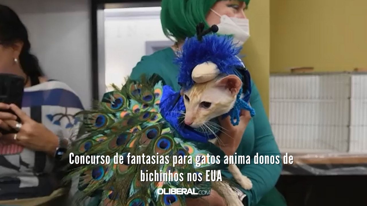 Concurso de fantasias para gatos anima donos de bichinhos nos EUA