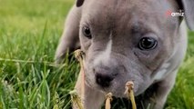 Un couple d'éleveurs amène un chiot au refuge pour une raison qui fait frémir de colère les sauveteurs (vidéo)