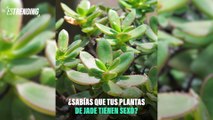 ¿Las plantas de Jade tienen sexo? ¡Descubre las diferencias entre macho y hembra!