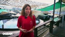 Cientistas, ativistas, voluntários e pescadores unidos para proteger tartarugas marinhas