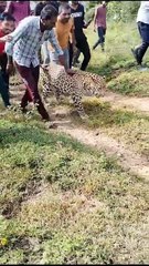 गांव में घुसे तेंदुए के साथ ली सेल्फी, पीठ पर हाथ फेरते रहे ग्रामीण