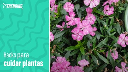 Descubre dos hacks infalibles para el cuidado de tus plantas en casa