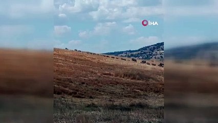 Çorum'da inanılmaz görüntü! 60'a yakın domuzun yer aldığı sürü kameraya takıldı...