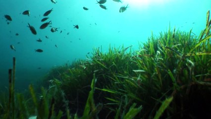 Casa dei pesci, il santuario sottomarino creato dal pescatore Paolo Fanciulli