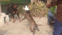 Pitbull Dog VS Rottweiler - Rottweiler VS Pitbull Dog Real Video - Blondi Foks