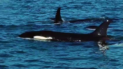 ext-avistamiento-ballenas-290823