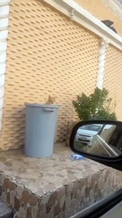 Cats are naughty