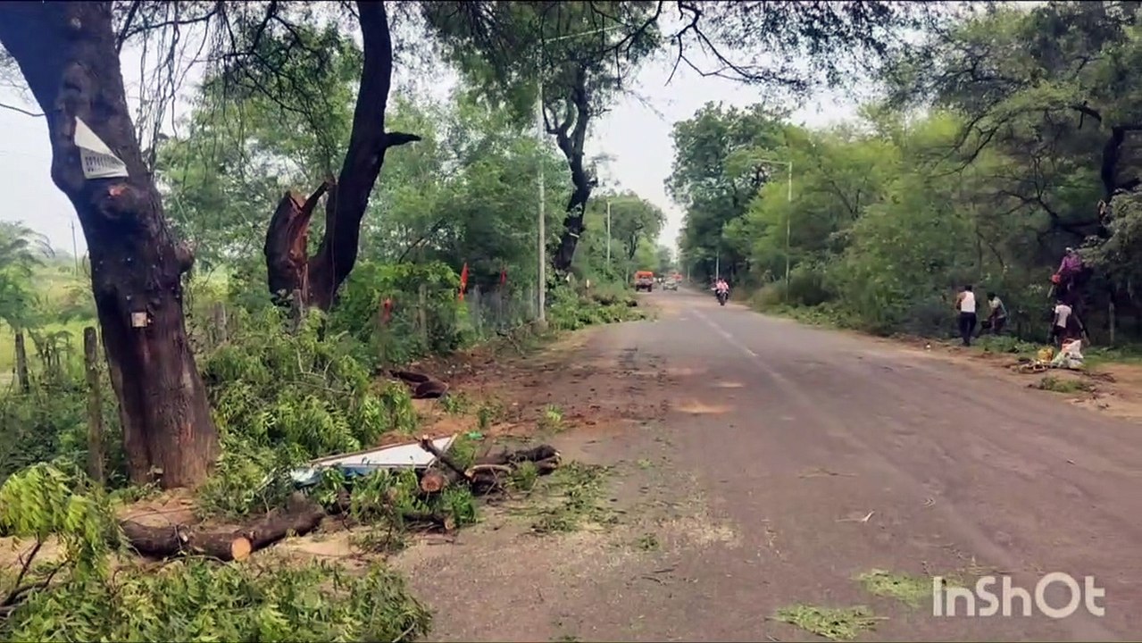 स्ट्रीट लाइट के सामने आ रही पेड़ों की टहनियां काटी