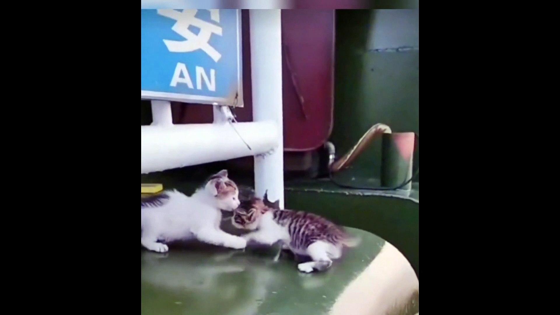 ⁣funny pets video/Funny Pets videos/Funny Animals pets videos