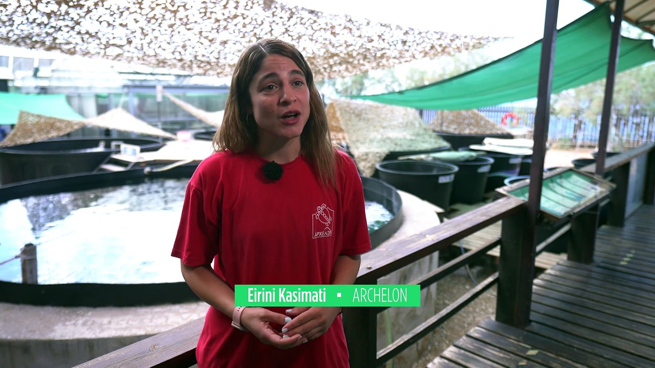 Comment une ONG grecque œuvre au sauvetage des tortues de mer