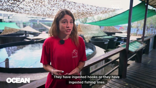 Saving Mediterranean turtles and dolphins: one life at a time