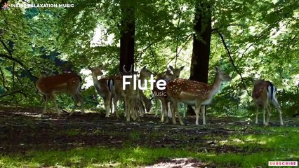 Uplifting Flute Meditation Music - Serene Krishna Flute Melodies | Fit Mindss