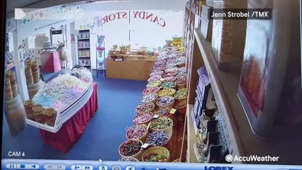 Deer seeks sweet treats in candy shop