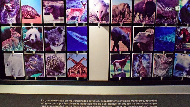 El Museo de Paleontología inaugura la exposición “Odontos, historia natural y cultural de los dientes