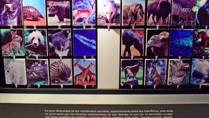 El Museo de Paleontología inaugura la exposición “Odontos, historia natural y cultural de los dientes