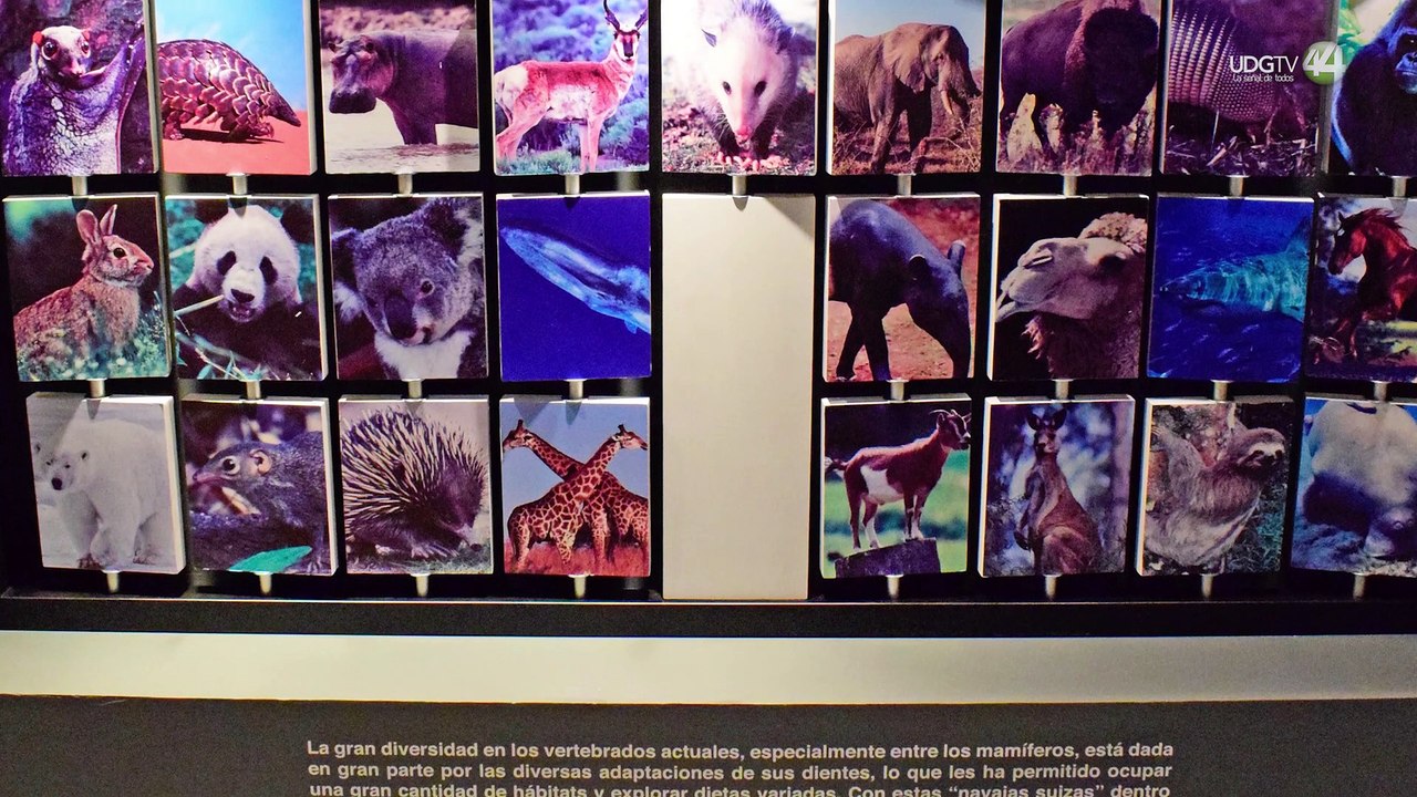 El Museo de Paleontología inaugura la exposición “Odontos, historia natural y cultural de los dientes