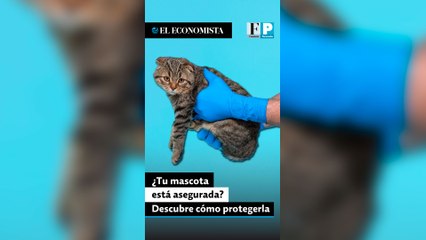 ¿Tu mascota está asegurada? Descubre cómo protegerla en caso de enfermedad o accidente