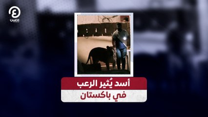 أسد يُثير الرعب في باكستان