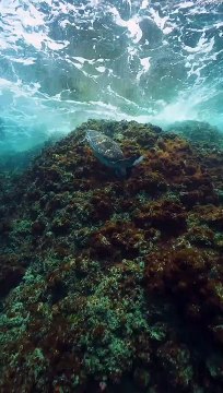 Les tortues de mer se battent pour une morsure d'algues