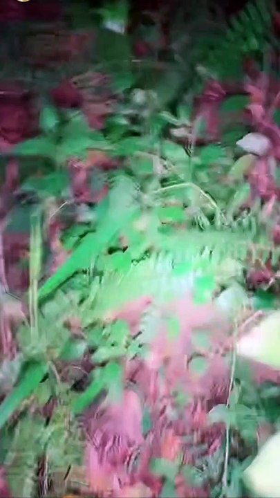 Paranormal activity ghost on camera part 204