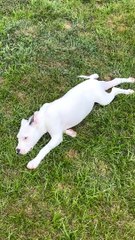 The Zoomies Have Landed