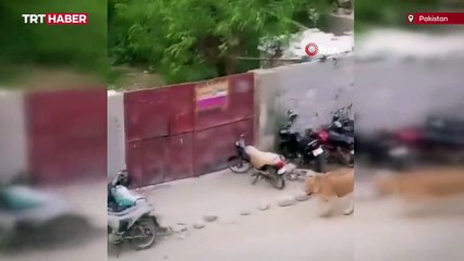 Pakistan’da nakil aracından kaçan aslan paniğe neden oldu