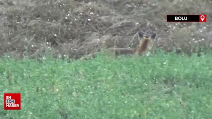 Bolu'da aç kalan tilki köye indi