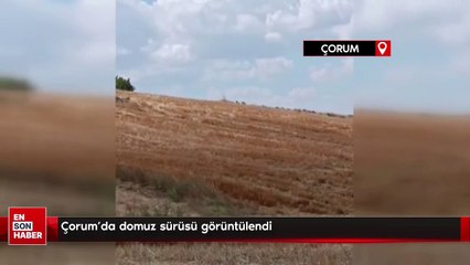 Çorum'da domuz sürüsü görüntülendi