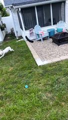 The Zoomies Have Landed