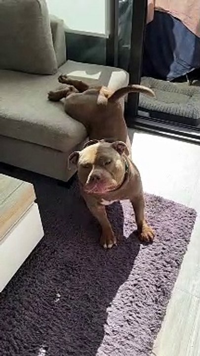 Big Stretch From Beefy American Bully