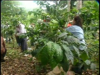 CAFÉ CON AROMA DE MUJER - TRAILER